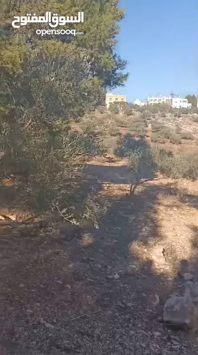 أرض سكني للبيع في سما الروسان