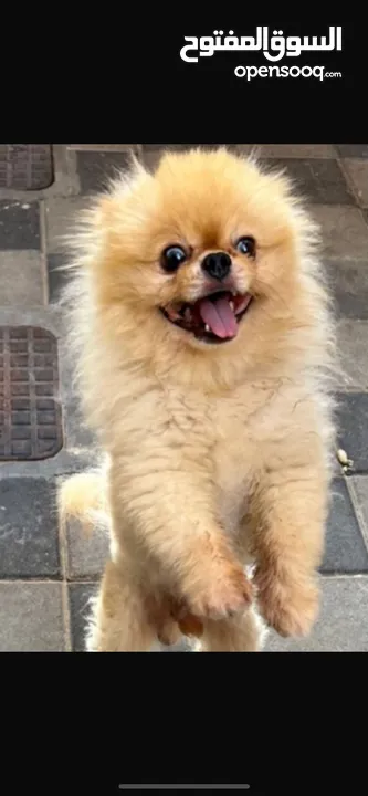 Pomeranian 2 year 