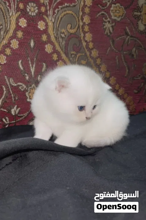 Pure Scottish/ بيور سكوتش