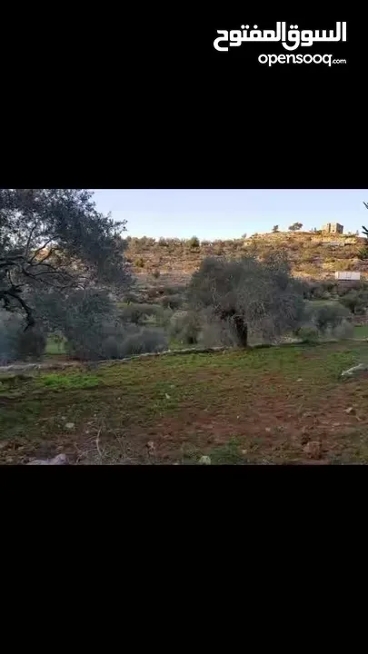أرض زيتون تصنيف أ مساحة 3 دونم وربع