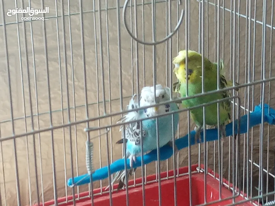 جوز (هوقو ياباني) الصلات على النبي الجوز مرتبات