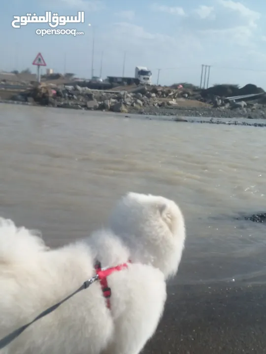 Samoyed dog