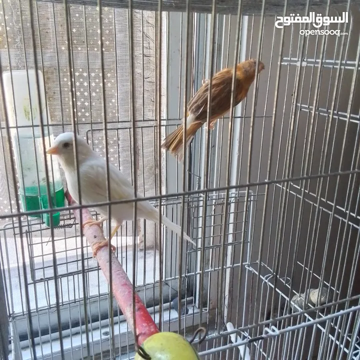 ذكور كنار جاهزين عمر سنه ونص وثاني سنه  وروز جاهزين عمر سنه ذكر واثى