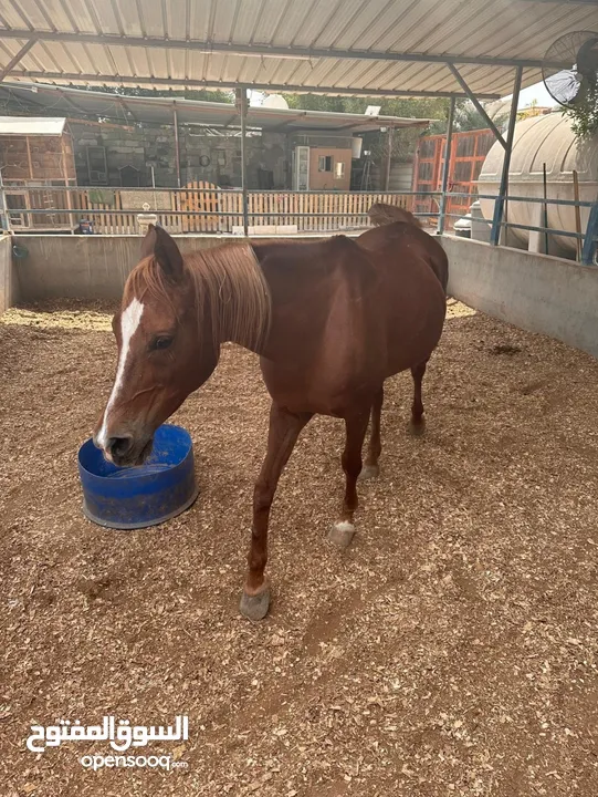 خيل عربيه للبيع