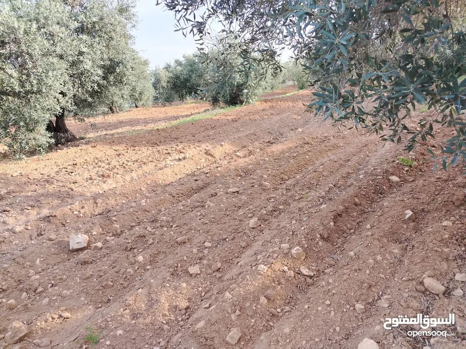 مزرعة زيتون ملوكية اطلالة ع الغرب و جبال فلسطين ع ثلاث شوراع قرب شارع الستين ثغرة السلطان