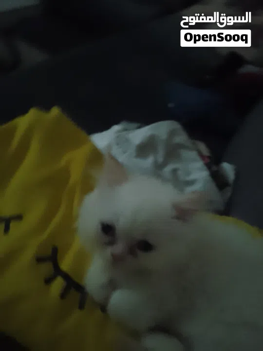 beautiful kitten 2 month old for sale