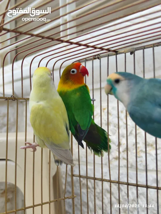 بسم الله تبارك الرحمن فحل فيشر مع جوز روز الأنثى الصفراء اليفه ركززز معي صحه نظاااافه صلاه النبي