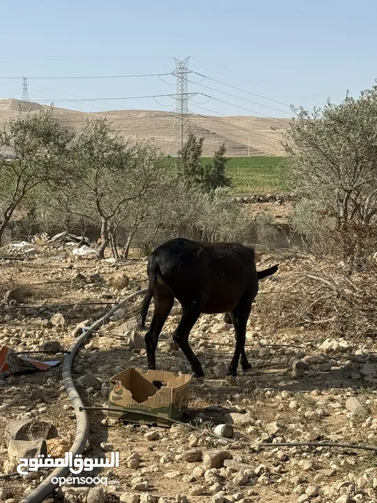حمارة غنم، عمر سنتين صحة ممتازة