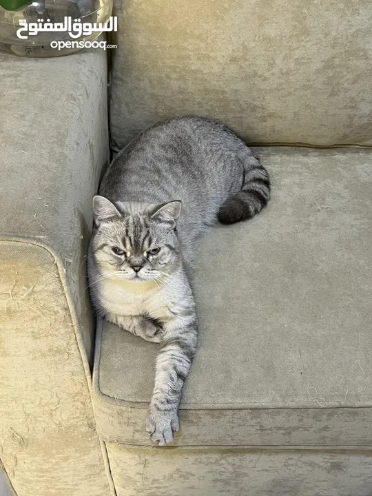 قطتان جميلتان تبحثان عن بيت دافئ  Two lovely cats looking for a loving home