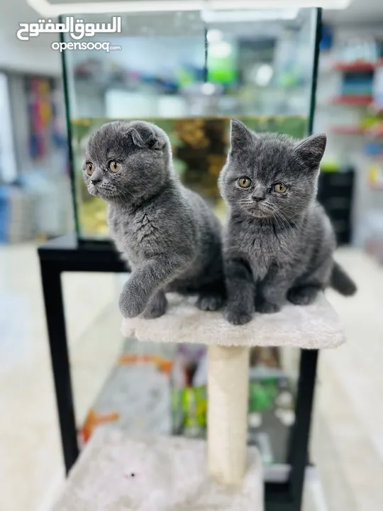 كتن سكوتش فولد وستريت عمر شهرين مستوى عالي