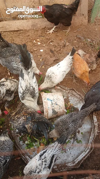 ديوك عدد 5 للبيع