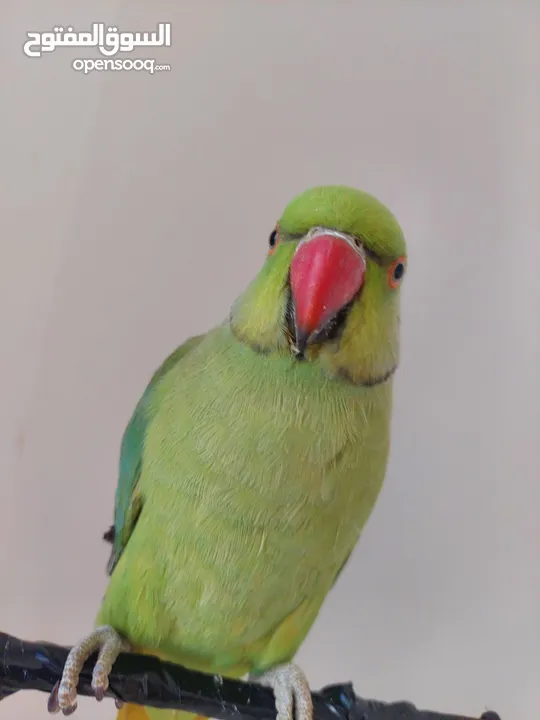 ببغاء درارة هندي ذكر اسمو كوكو عمر سنتين مطوق اليف جدا ما بعض نهائي لعوب بحب الاطفال