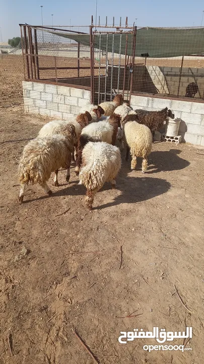 خرفان وعبر العدد 29 مسكرات لحم بالصلاه على النبي