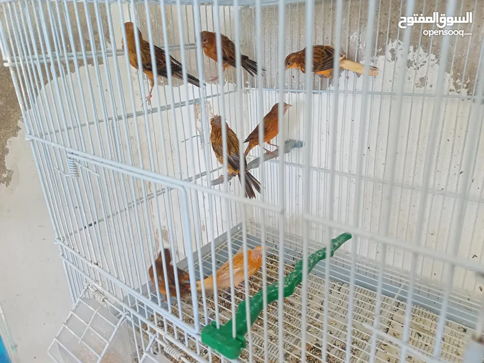 طيور كنار مشكله