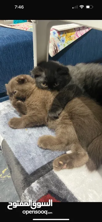 Male Scottish fold kitten