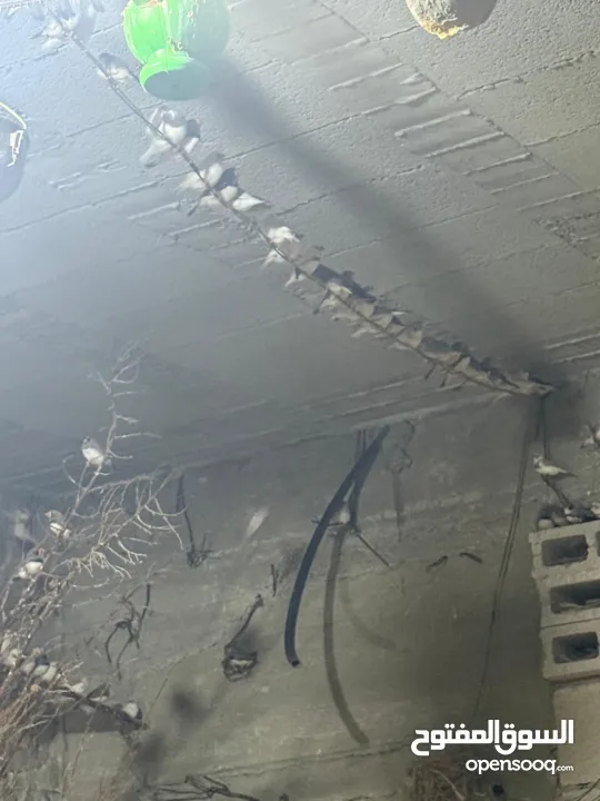 يوجد لدي مزرعة طائر فنك(زيبرا) للبيع مزرعه كامله 300جوز....جوز ع