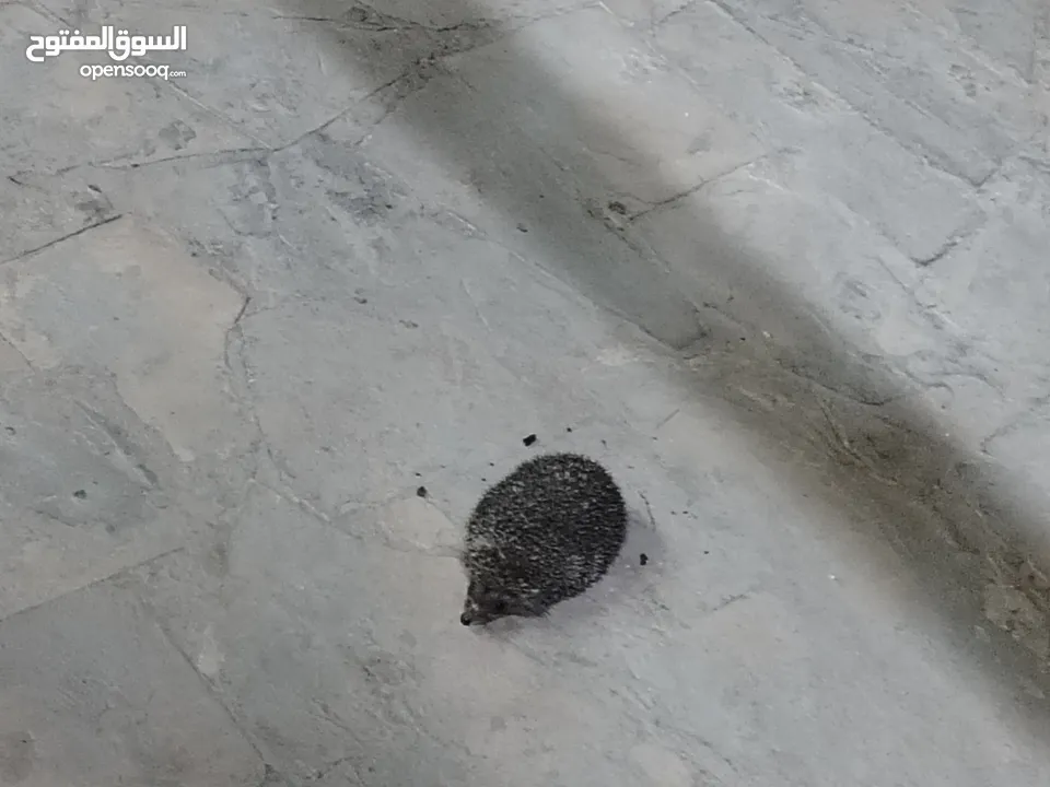 قنفذ صحه ونضافه للبيع