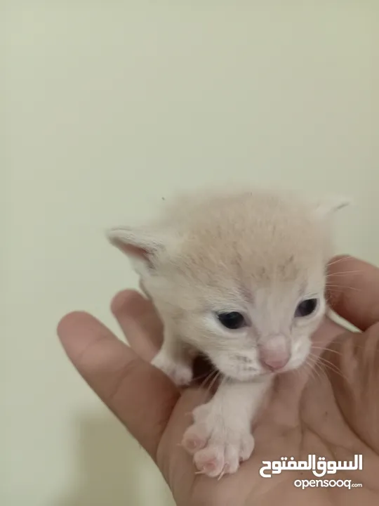 قطه كتنز كتن   و بطه عدد 3 بطات   و سلاحف بريه و قطة سيامي كبيره منتجه  تربيه منزليه لقطه كوم هامستر