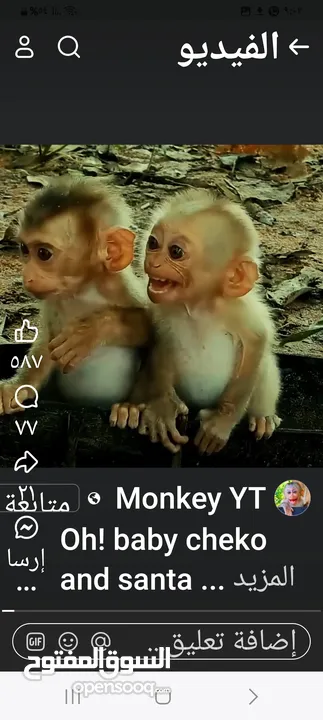 مطلوب قرد نسناس