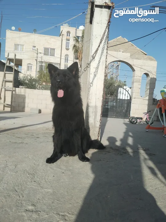 ذكر جيرمن رويال بلاك شولاين