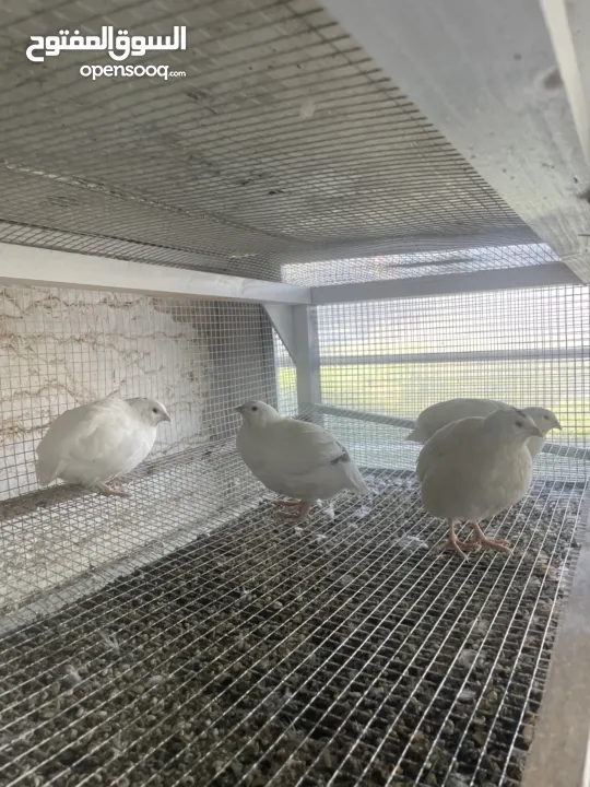 يوجد لدينا فر لل بيع