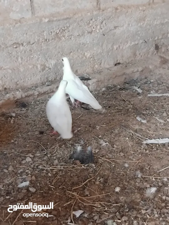 حمام نخب النخب  ثلاث جواز