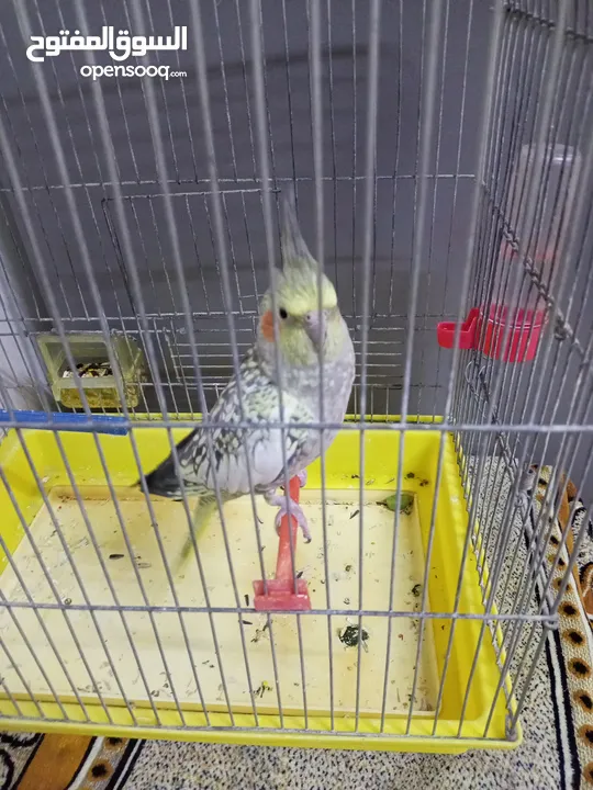 بيع طير العصفور جديد