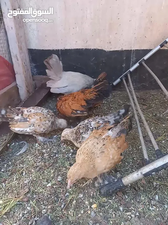 ست صيصان من هاي البزرة الناعمة  شامو مقزم