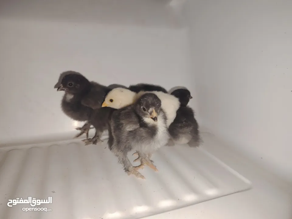 صيصان + بيض براهما للبيع