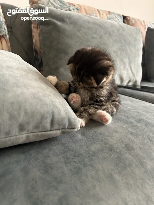 Kitten Scottish Fold Pure