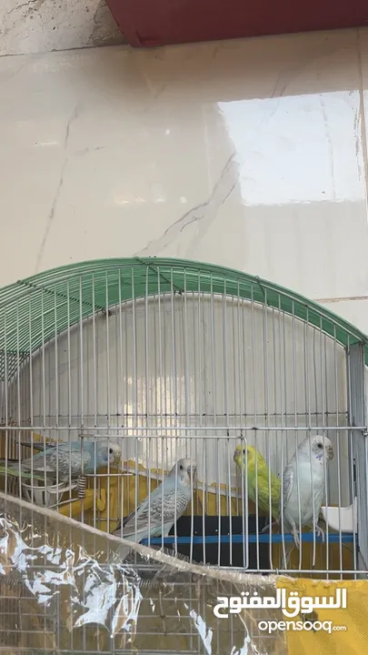 خمس حبات حب بلديات وشغلات