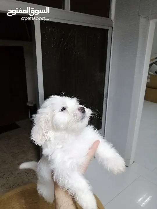 انثى فرنش تيرير عمر شهرين   puppy 2-months female - French Terrier