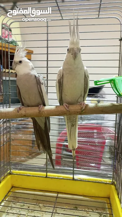 جوز كوكتيل وايت فيس  حبات حجب سوبر جامبو مع قفص كاسكو كبير  حجم جامبو  بصلاه على النبي قابل للتفاوض