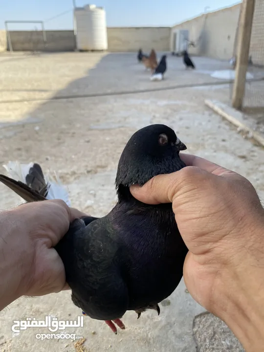 كوم حمام للبيع