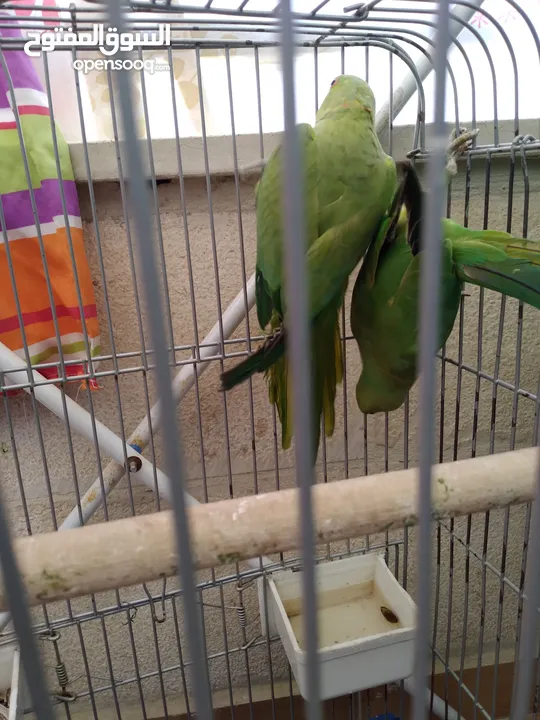 جوز ذرة الطيرة اليفه