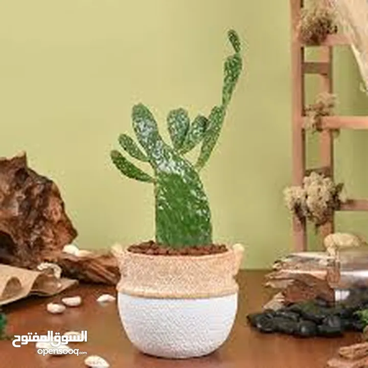 نبتى صبار منزلي مثمره
