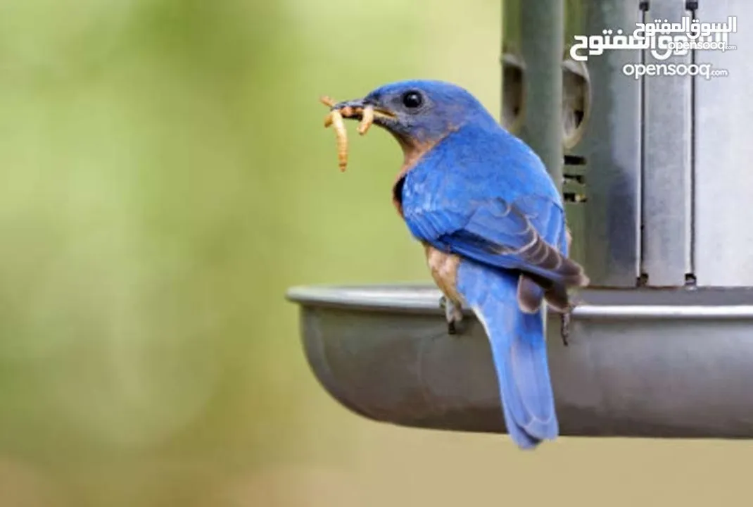 يرقات دود القبابي حي ميلوورم mealworm غذاء ممتاز بروتين حيواني لا يسبب التشحيم للطيور والاسمام