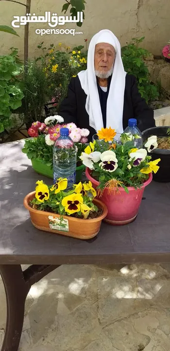 تنسيق الحدائق وشجر الجولدستار وقص الاشجار وتقليم الاشجار وتقطيع الاشجار وتنظيف الحدائق