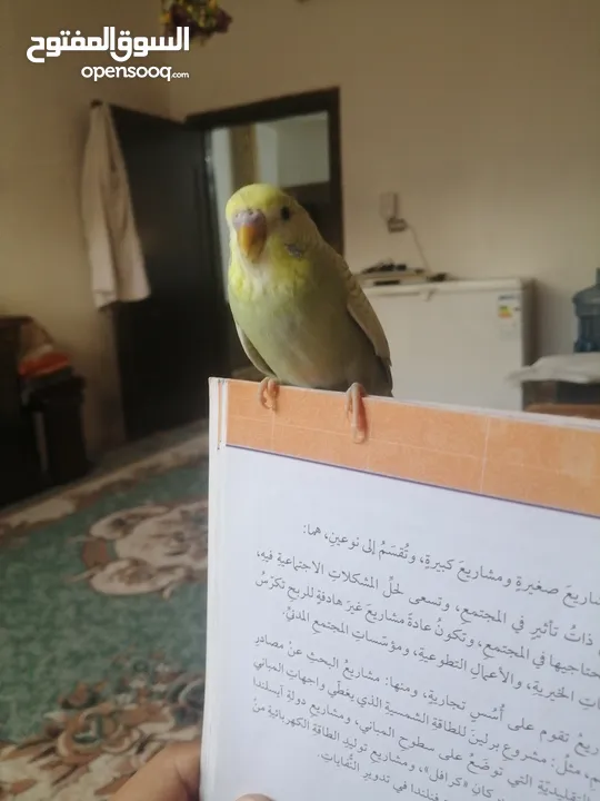 مطلوب طير ببغاء ضغير مثل فيشر او حب او روز بسعر مناسب في انحاء البقعة وعين الباشا  وام الدنانير