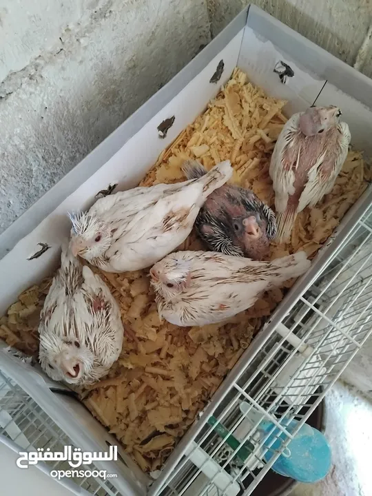 فراخ كوكتيل زق يدوي سحم الكفارات