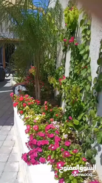 تنسيق وتصميم حدائق خبرة 20سنة