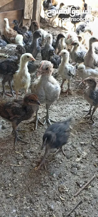 موجود فراخ اعمار شهرين سعر الحبه دينارين