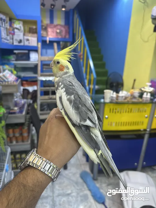 كوكتيل اليف