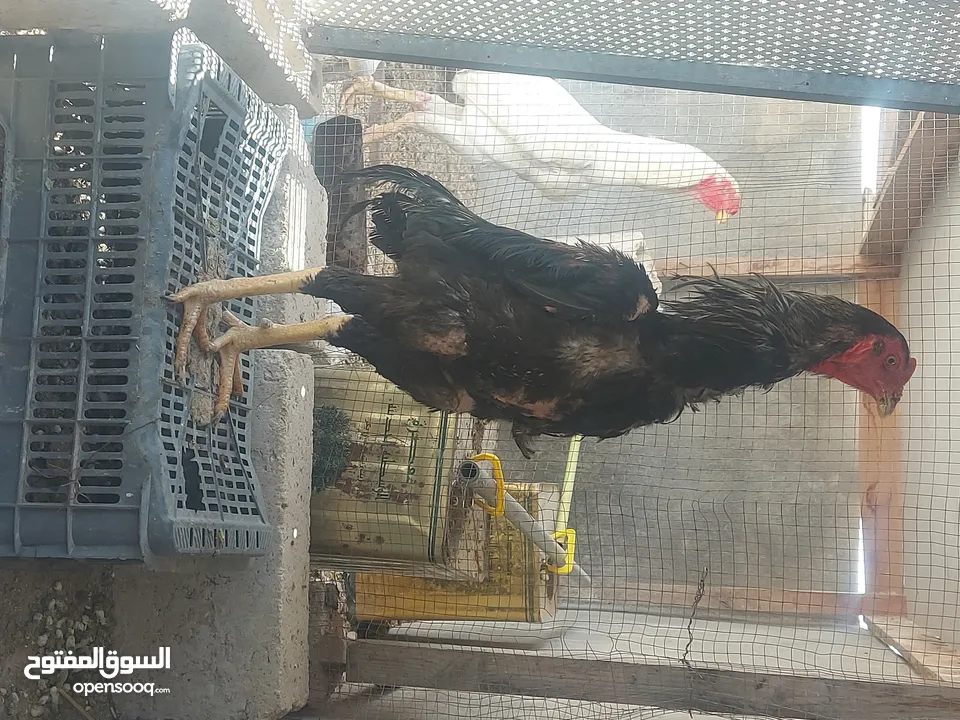 جاج للبيع براهما باكستاني بلدي لوهمان اربد