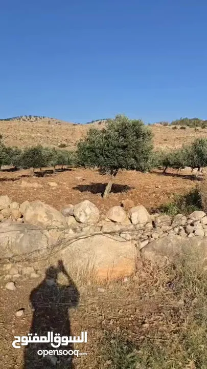ارض زراعيه وتجاريه للبيع كفرنجه وعين البستان