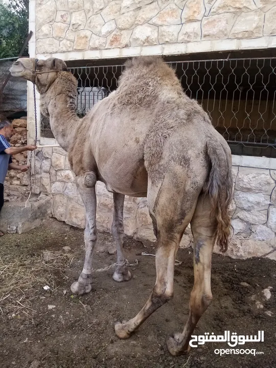 جمل ضحيه للبيع  ما شاء الله