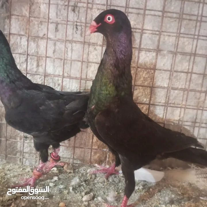 حمام للبيع