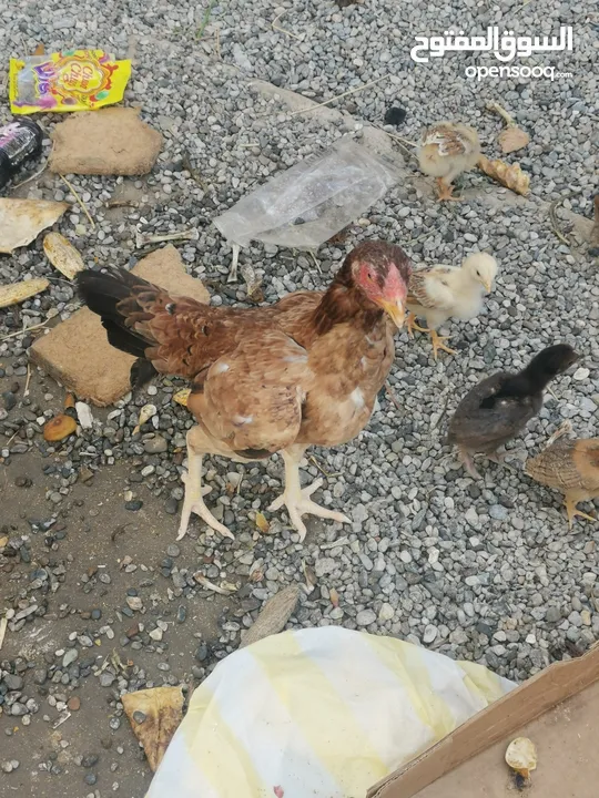 دجاج وديك باكستاني اصل