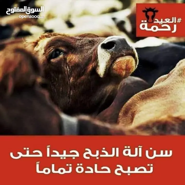 لحام متنقل ذبح أضاحي خاروف عجل بلدي جمل غنم بلدي روماني برزيلي كولمبي اسباني خروف بلدي جزار متنقل