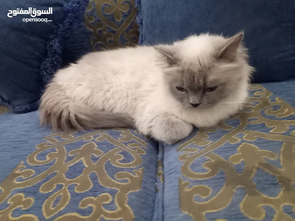 قطه هملايا شوكلت  و قطة سكوتش برتش براون  شبه تبني للتبني